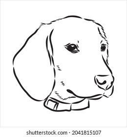 Cabeza de perro Beagle delineada. El perro de remolque de ilustración vectorial es una simple ilustración de esbozo vectorial
