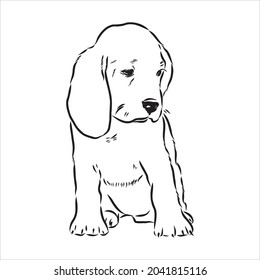Outlined Beagle dog head. Vector illustration beagle dog is a simple vector sketch illustration