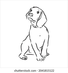 Outlined Beagle dog head. Vector illustration beagle dog is a simple vector sketch illustration