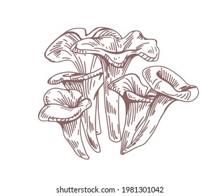 Outlined black chanterelle or trumpet mushrooms drawn in vintage style. Engraving of forest edible fungi. Organic fungus sketch. Contoured vector illustration isolated on white background