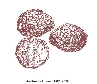 Outlined black truffle tubers composition with underground edible mushrooms. Engraving of precious fungus in vintage style. Contoured hand-drawn vector illustration isolated on white background