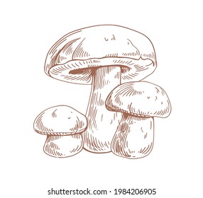 Outlined boletus mushrooms in vintage style. Porcini fungi, sketch composition. Engraving drawing of edible fungus. Contoured hand-drawn vector illustration isolated on white background