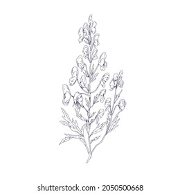 Outlined botanical sketch of Aconite flower. Wild wolfsbane in vintage style. Detailed drawing of floral plant. Aconitum, medicinal herb. Hand-drawn vector illustration isolated on white background