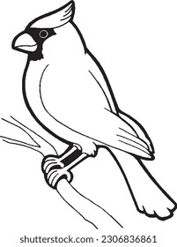 Outlined Cartoon birds presenting with his body and angry look. Vector illustration coloring page