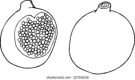 Outlined cartoon pomegranate fruit whole and sliced