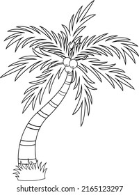 Outlined Cartoon Tropical Palm Tree With Crown Of Leaves And Coconut Fruits. Vector Hand Drawn Illustration Isolated On White Background