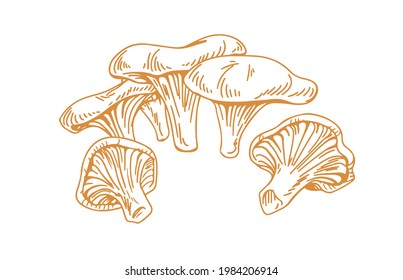 Outlined chanterelles or Cantharellus mushrooms, drawn in vintage style. Engraving drawing of edible wild fungi. Fungus sketch. Contoured vector illustration isolated on white background