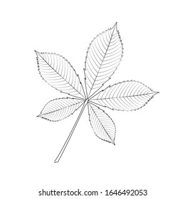 Outlined chestnut leaf, sketch for coloring. Vector. svg