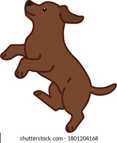 Outlined chocolate Labrador jumping in side view