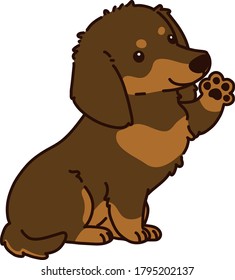 Outlined chocolate & tan Miniature Dachshund sitting waving hand