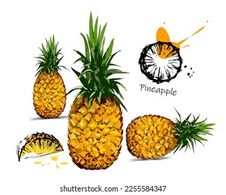 Outlined and color doodle pineapple vector illustration. Pineapple sketch set. Food and drink symbol, hand drawn juicy fruit. Hand drawing style. Retro flat sign