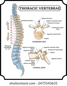 Diagrama esquemático de la localización de las vértebras torácicas y descripción de la estructura médica 