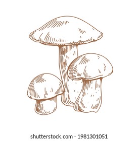 Outlined drawing of birch bolete mushrooms. Scaber stalks fungi composition. Engraving edible fungus. Etching forest food. Contoured hand-drawn vector illustration isolated on white background