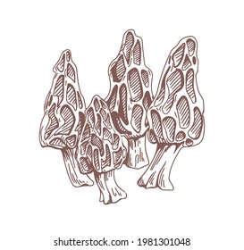 Outlined drawing of black morel mushrooms in vintage style. Contoured fungi with honeycomb cap. Engraving edible fungus with pits and ridges. Drawn vector illustration isolated on white background