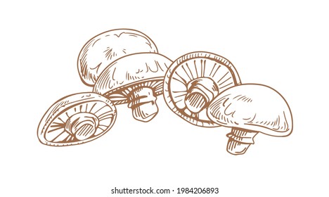 Umrisszeichnung der Champignons Portobello. Gravieren von essbaren Portobella-Pilzen. Organische natürliche Pilze. Kontaminierte, handgezeichnete Vektorgrafik von Pilzen einzeln auf weißem Hintergrund