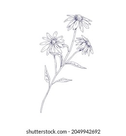 Outlined Echinacea flower. Botanical detailed drawing of coneflowers. Sketch of wild field floral plant. Medicinal herb with blooming buds. Hand-drawn vector illustration isolated on white background