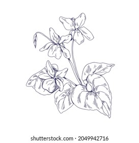 Outlined English Common Wood Violet, Garden Flower. Botanical Detailed Retro Drawing Of Floral Plant. Sketch Of Blossomed Viola Odorata. Hand-drawn Vector Illustration Isolated On White Background