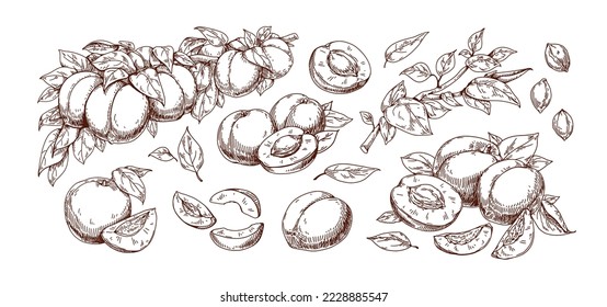 Outlined engraved apricots set. Retro drawing of fruits on tree branch, pits, cut halves, slices, pieces and leaf. Etched food berries. Detailed drawn vector illustrations isolated on white background