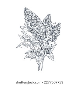 Outlined engraved lilac flowers. Contoured Syringa, retro detailed botanical drawing. Blooming floral plant drawn in old vintage style. Etched engraved vector illustration isolated on white background svg