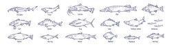 Outlined Fishes, Vintage Drawings Set. Sea And River Species Drawn In Retro Style. Contoured Salmon, Tuna, Trout, Cod, Pike, Perch, Herring. Detailed Vector Illustrations Isolated On White Background