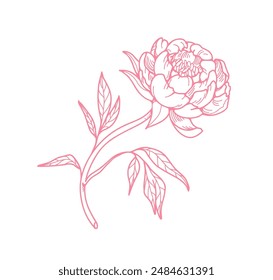 Outlined flower branch. Contoured etched peony blossom. Blooming plant, stem and lush bud in vintage style. Retro botanical drawing. Hand-drawn vector illustration isolated on white background