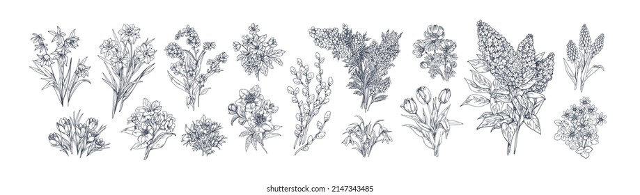 Outlined flower drawings in vintage style. Retro botanical set with floral plants, blooms engravings. Detailed contoured hand-drawn vector graphic etched illustrations isolated on white background