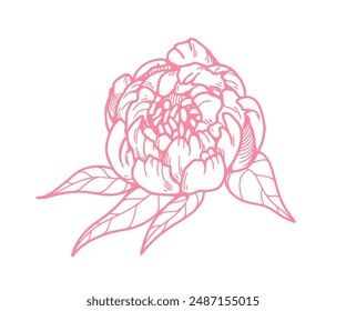 Outlined flower, peony blossom. Floral bud drawing in retro vintage contoured style. Garden bloom, natural decoration. Botanical detailed hand-drawn vector illustration isolated on white background