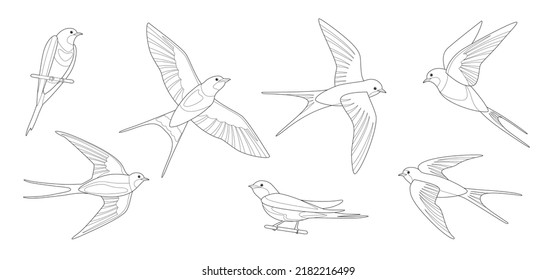 Outlined flying swallows. Coloring page of bird in flight. Vector flat illustration isolated on white.