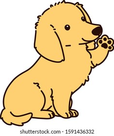 Outlined golden Miniature Dachshund puppy