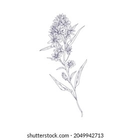 Outlined goldenrod, wild field flower. Botanical vintage drawing of medical floral plant. Herb of Solidago nemoralis. Detailed sketch of wildflower. Vector illustration isolated on white background