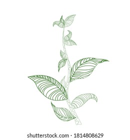 Outlined green shoot on white isolated background, vector stock illustration for prints, emblems, elements of design for premises, temporary tattoo, stickers, backdrops of websites or wallpapers.