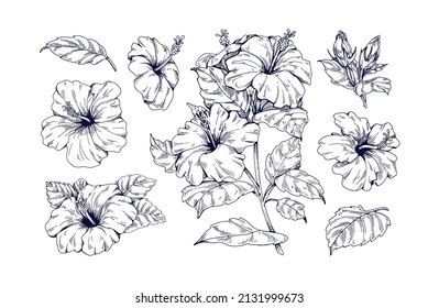 Outlined hibiscus flowers set. Botanical vintage drawing of blossomed floral plant. Detailed tropical blooms with leaves. Flora engraving. Hand-drawn vector illustrations isolated on white background