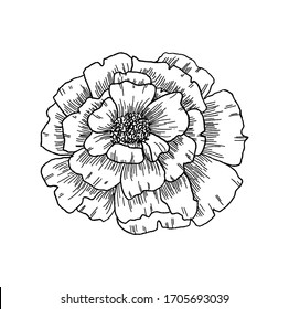 Outlined illustration of a Ranunculus