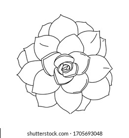 Outlined illustration of a succulent