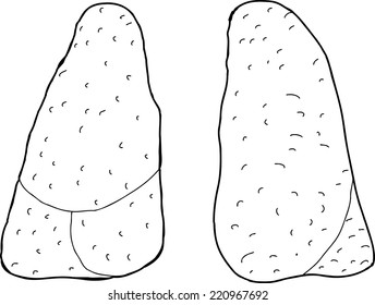 Outlined and isolated pair of hand drawn human lungs