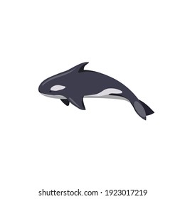 Outlined Killer whale on white isolated background, vector Orca in Cartoon style, isolated Killer whale for prints, stickers, postcards, elements of design for websites and apps.