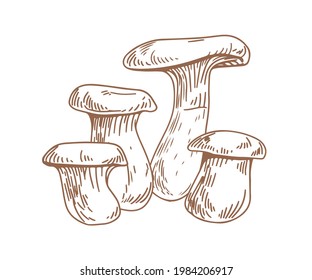 Outlined King Trumpet or Oyster mushrooms, drawn in vintage style. Boletus of steppes fungi sketch. Edible eryngii fungus. Contoured engraving vector illustration isolated on white background