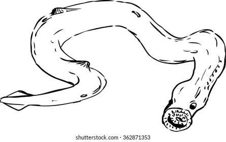 Outlined lamprey eel fish on isolated white background