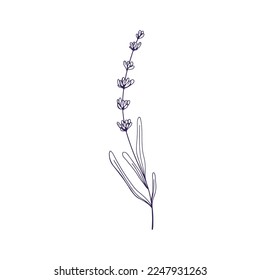 Outlined lavender flower. Lavanda on stem, etched contoured floral drawing. French Provence lavandula, lavander plant. Botanical retro hand-drawn vector illustration isolated on white background