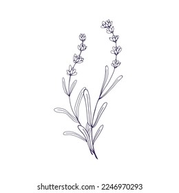 Ramas de flores de lavanda delineadas. Lavanda francesa contorneada, planta floral. Dibujo botánico retro de lavavajillas provenzales. Ilustración vectorial detallada dibujada a mano aislada en fondo blanco