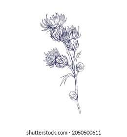 Outlined milk thistle flowers. Botanical etching of wild Cirsium. Detailed sketch of field floral plant. Vintage drawing of herb with thorns. Handdrawn vector illustration isolated on white background