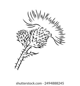 Outlined milk thistle flowers. Botanical etching of wild Cirsium.