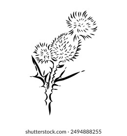 Outlined milk thistle flowers. Botanical etching of wild Cirsium.