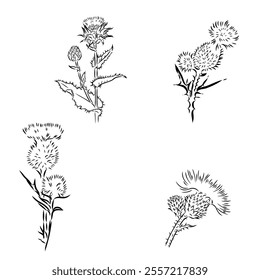 Outlined milk thistle flowers. Botanical etching of wild Cirsium.
