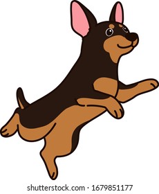Salto y juego en miniatura de Pinscher