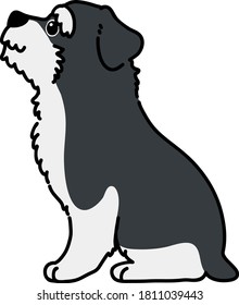Outlined Miniature Schnauzer sitting side view