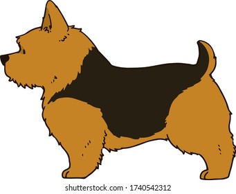 Outlined Norwich Terrier standing in side view