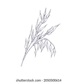Outlined oat spikelets with ears and grains. Botanical vintage sketch of field cereal plant. Engraved drawing kernel crop in retro style. Hand-drawn vector illustration isolated on white background