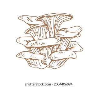 Outlined oyster mushrooms or fungi. Bunch of pleurotus ostreatus drawn in vintage style. Forest edible fungi. Contoured handdrawn graphic vector illustration isolated on white background.