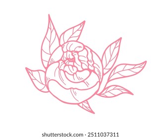 Outlined peony flower blossom. Retro style botanical drawing, engraved contoured floral bud, Japanese bloom. Vintage detailed sketch, hand-drawn vector illustration isolated on white background.